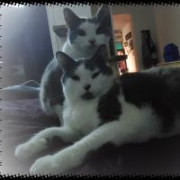 Shilow Ott