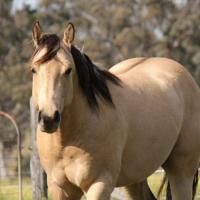 Dun In Colours QH Stud