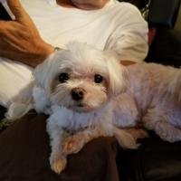 Pam Belcher