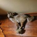 Rod Spires