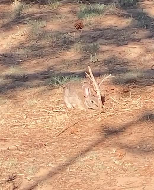 Lettuce-munching bastid.